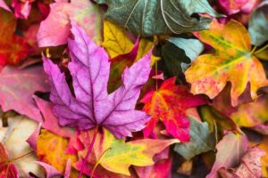 Read more about the article Otoño: Talking About Fall in Spanish: Vocabulary, Poems and Songs