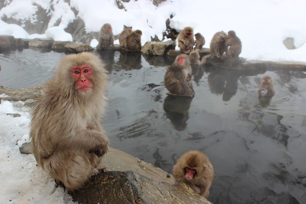 You are currently viewing 動物 doubutsu: Animals in Japanese