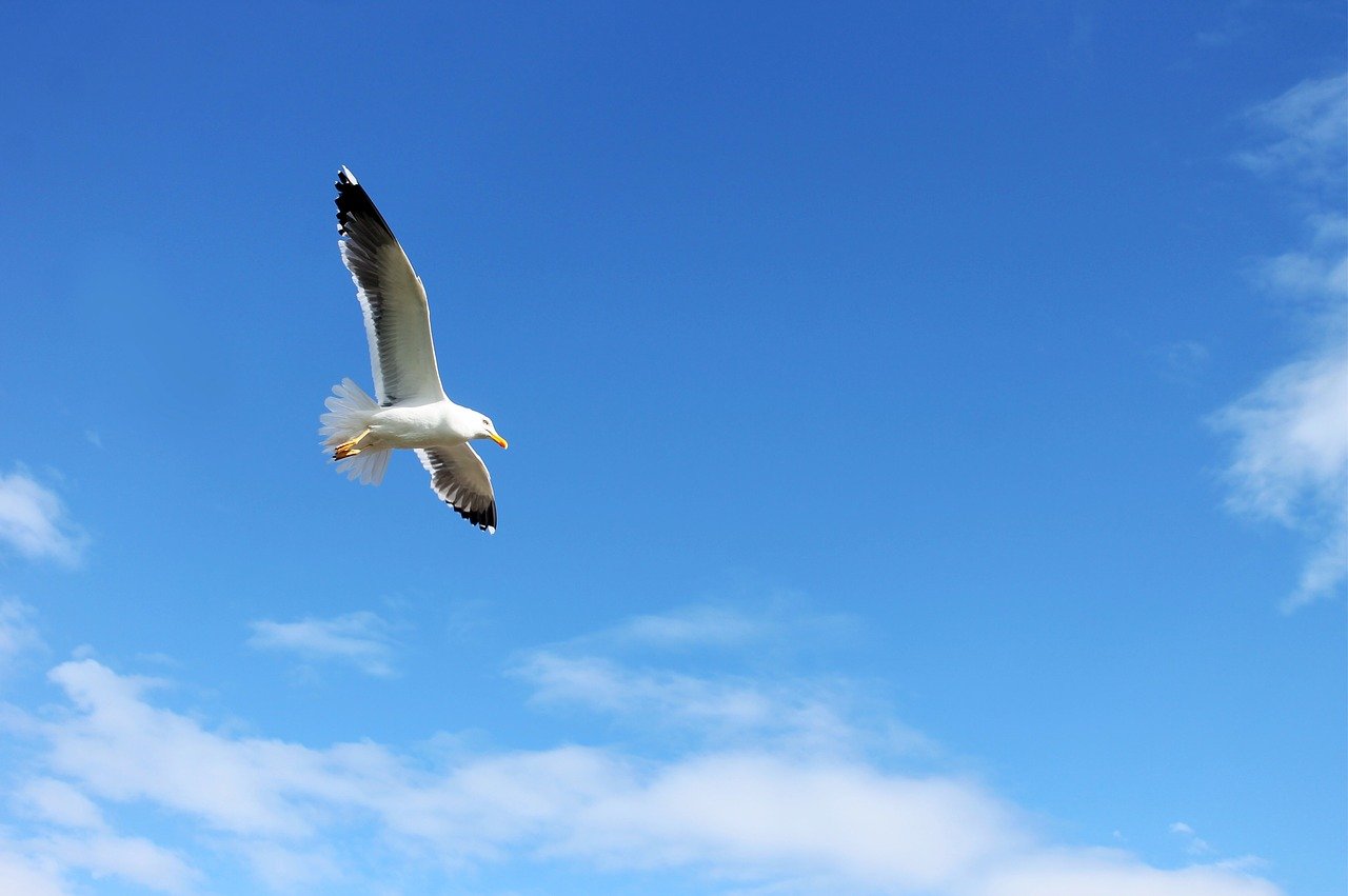 You are currently viewing Flying, Soaring, Gliding and More: English Verbs of Movement
