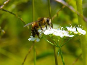 Read more about the article Majira ya mchipuko: Springtime in Swahili