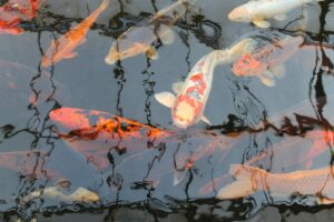 Read more about the article Japanese Counters